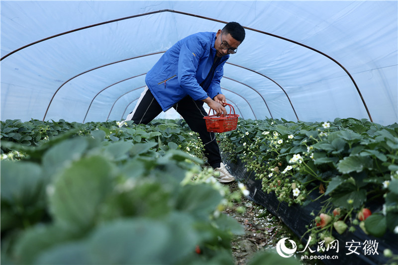 江成林和他的草莓大棚。人民網(wǎng)記者 陶濤攝